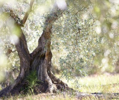 olive et sens, actualités, conférence sur l'olivier