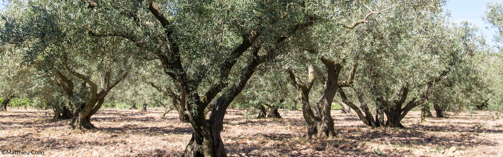 Maisondeshuilesetolives, accueil, champ d'olivier