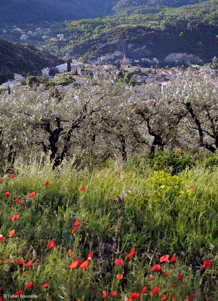 Maisondeshuilesetolives, découvrir, le lieu, sentier de l'olivier à Nyons