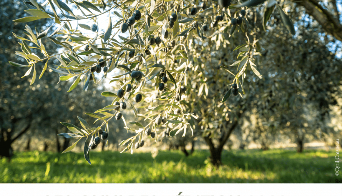 maison des huiles et olives, actualités, Olivades 2023