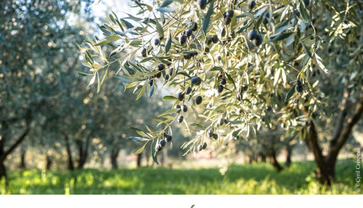 maison des huiles et olives, actualités, Olivades 2024