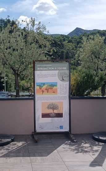Exposition temporaire "L'olivier et son environnement"